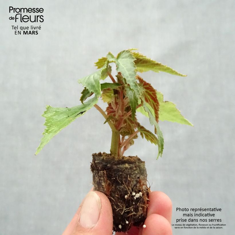 Example of Begonie Summerwings Apricot Improved - Begonia boliviensis Mini-Plug Ø 3/4 cm as you get in printemps