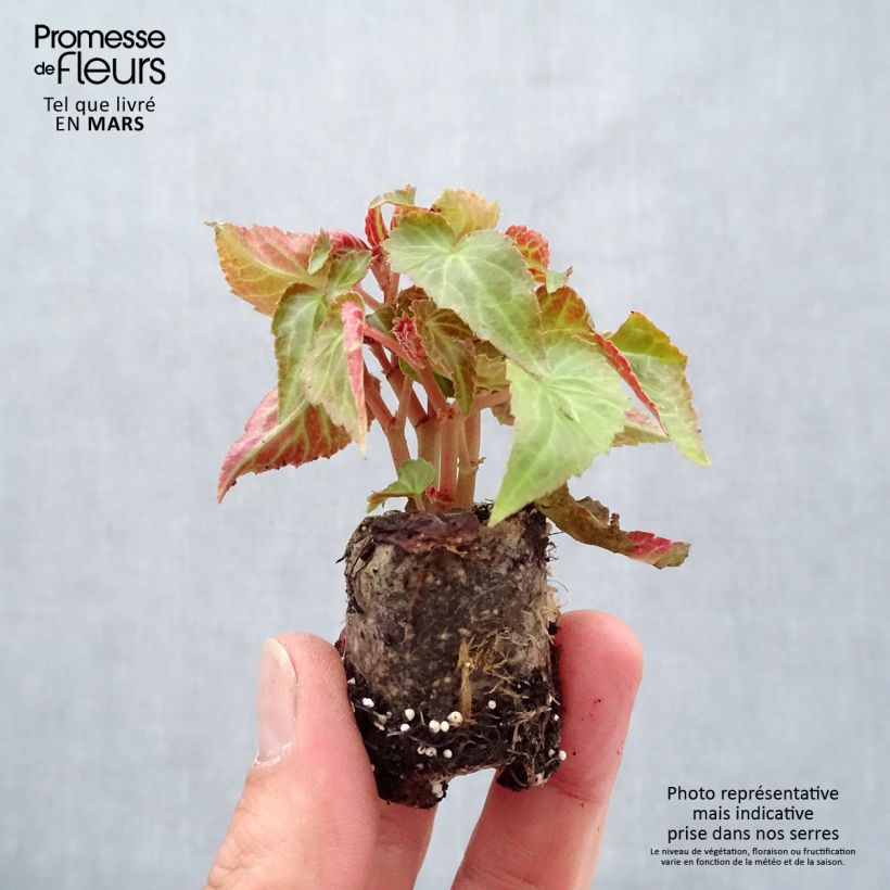Example of Begonie Summerwings Pink Elegance - Begonia Mini-Plug Ø 3/4 cm as you get in printemps