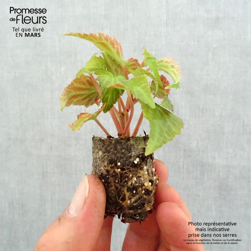 Example of Begonie Summerwings White Elegance - Begonia Mini-Plug Ø 3/4 cm as you get in printemps