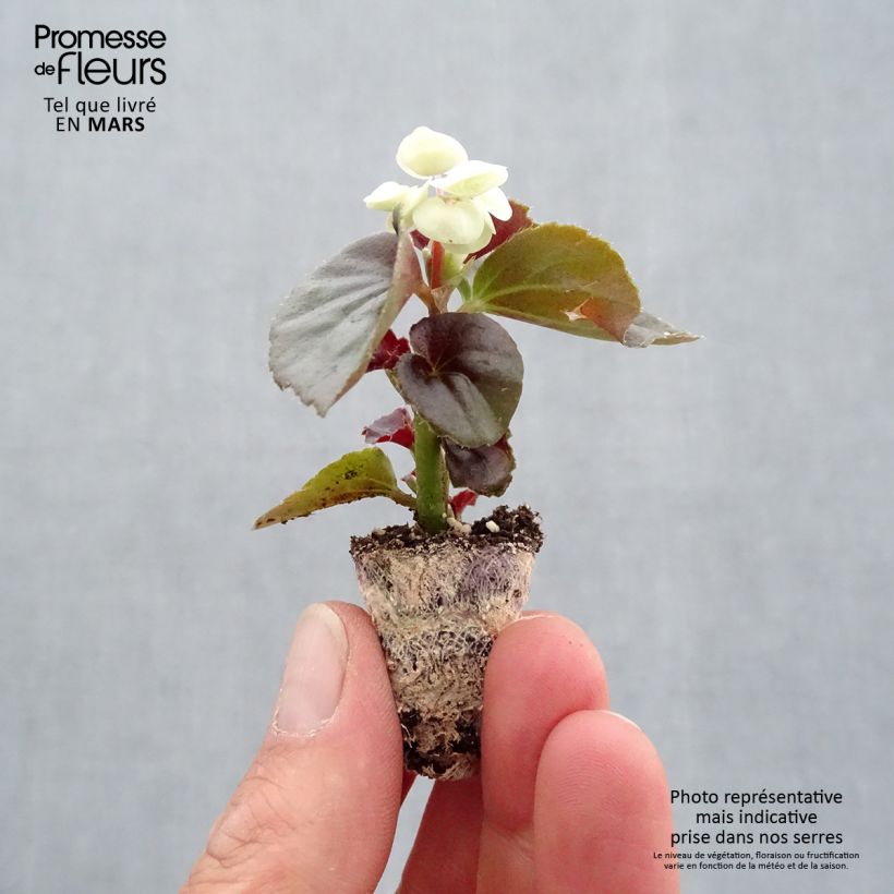 Example of Begonie Doublet White - Begonia semperflorens Mini-Plug Ø 3/4 cm as you get in printemps