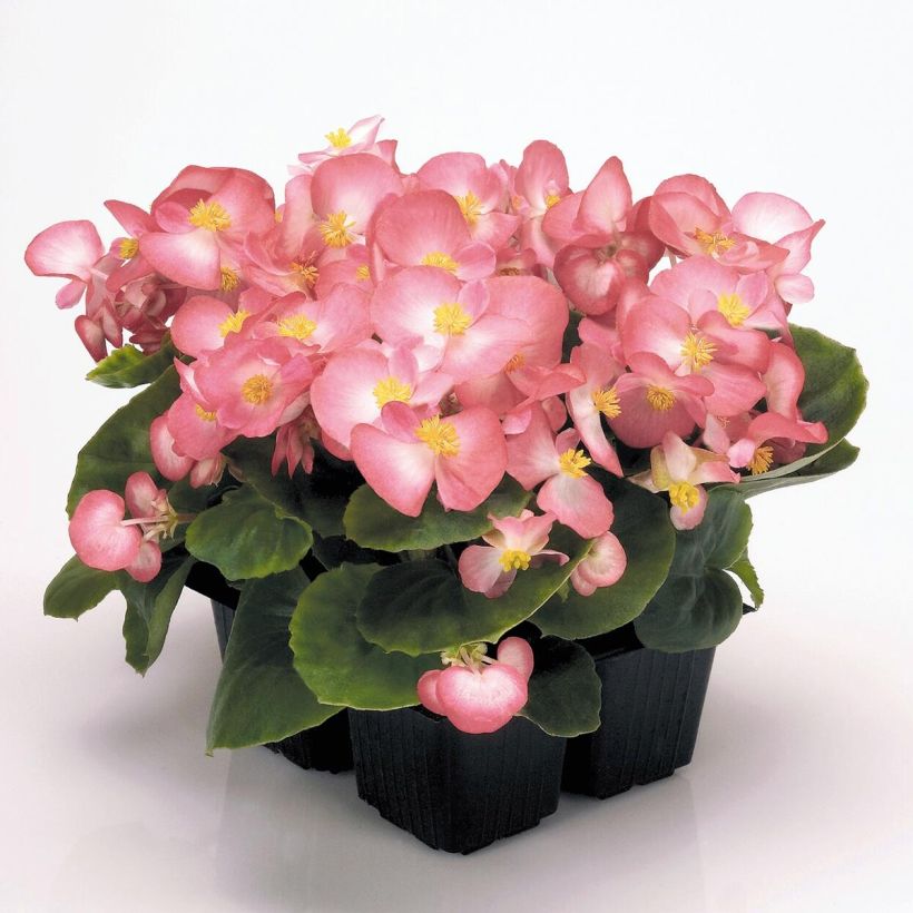 Begonie Mascotte Bicolour Improved - Begonia semperflorens (Hafen)