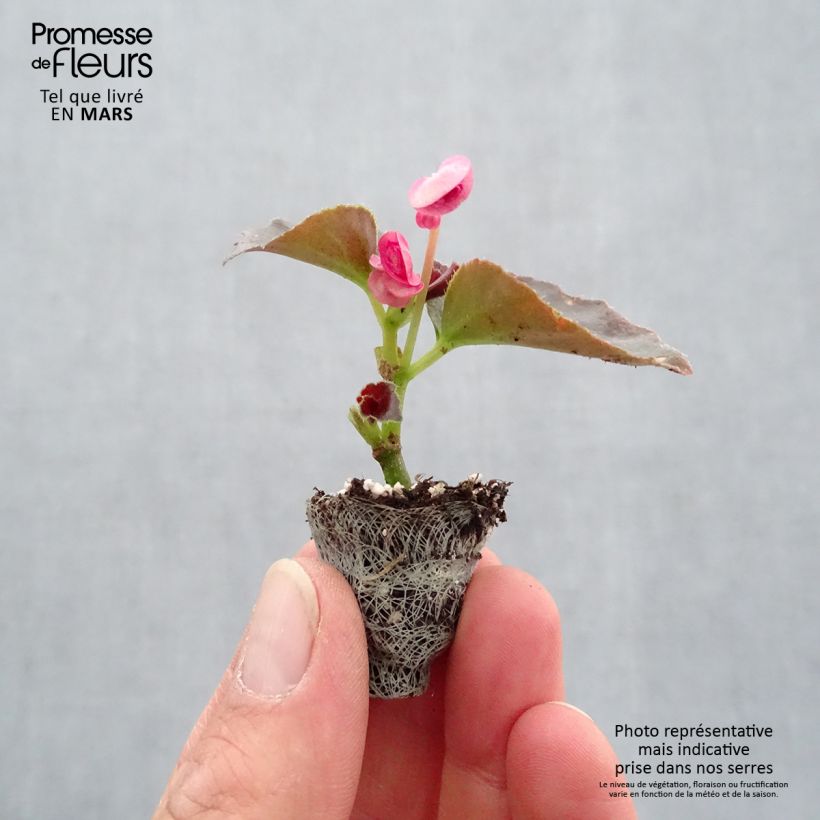 Example of Begonie Maxima Rose Bicolor - Begonia semperflorens Jardi-Plug: Wurzelballen 3,8 cm x 3,2 cm in Anzuchtplatte à 15 Stück. as you get in printemps