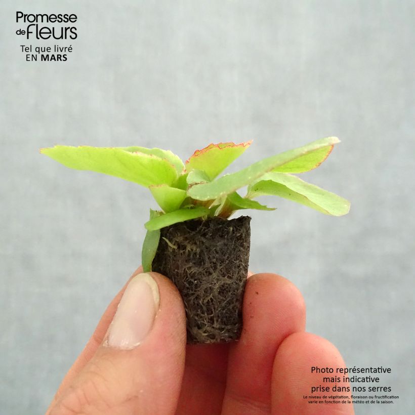 Example of Begonie Organdy F1 Mix - Begonia semperflorens Mini-Plug Ø 1,5/2,5 cm as you get in printemps