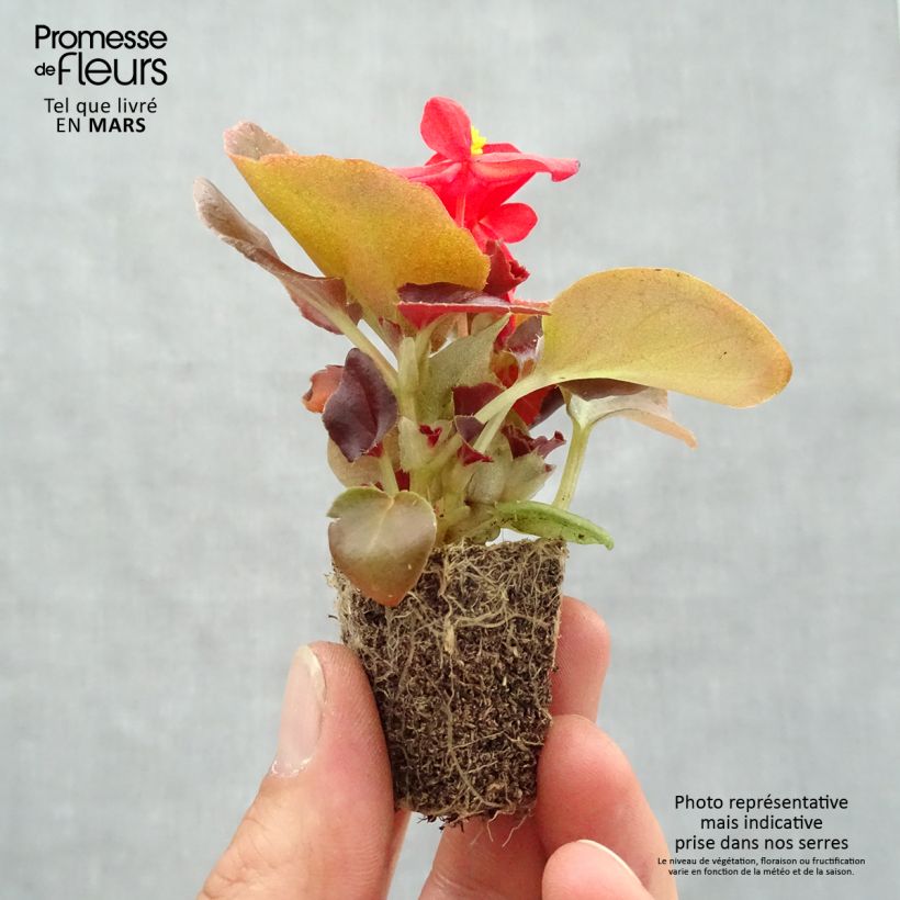 Example of Begonie Organdy F1 Mix - Begonia semperflorens Jardi-Plug: Wurzelballen 3,8 cm x 3,2 cm in Anzuchtplatte à 15 Stück. as you get in printemps