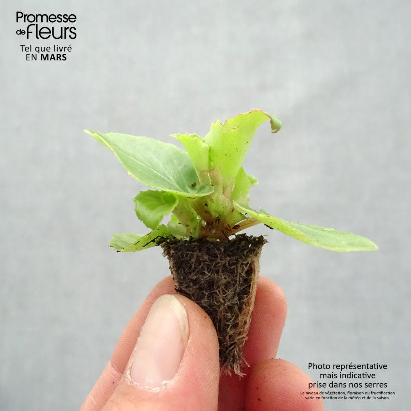 Example of Begonie Organdy F1 Mix - Begonia semperflorens Mini-Plug: Plug 2,2 cm x 2 cm in Anzuchtplatte à 35 Stück as you get in printemps