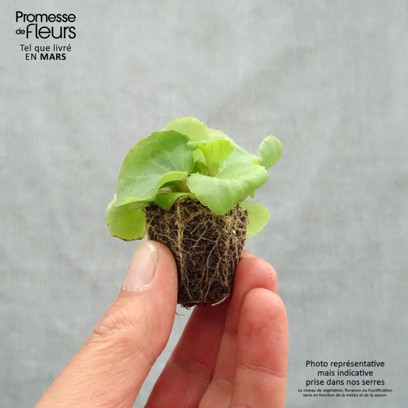 Example of Begonie Super Olympia rose - Begonia semperflorens Jardi-Plug: Wurzelballen 3,8 cm x 3,2 cm in Anzuchtplatte à 15 Stück. as you get in printemps