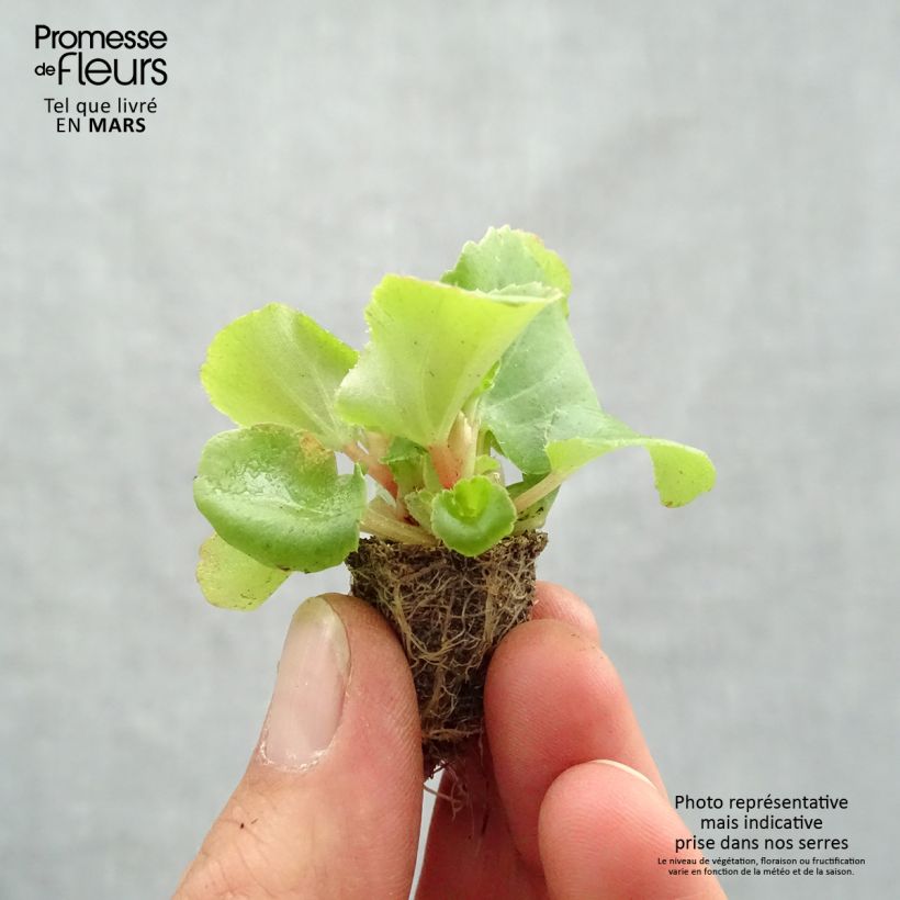Example of Begonie Super Olympia rose - Begonia semperflorens Mini-Plug: Plug 2,2 cm x 2 cm in Anzuchtplatte à 35 Stück as you get in printemps