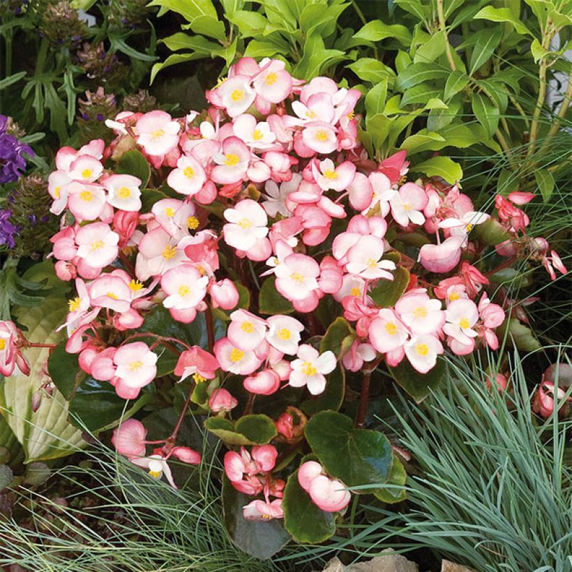 Begonie Maxima Rose Bicolor - Begonia semperflorens (Flowering)