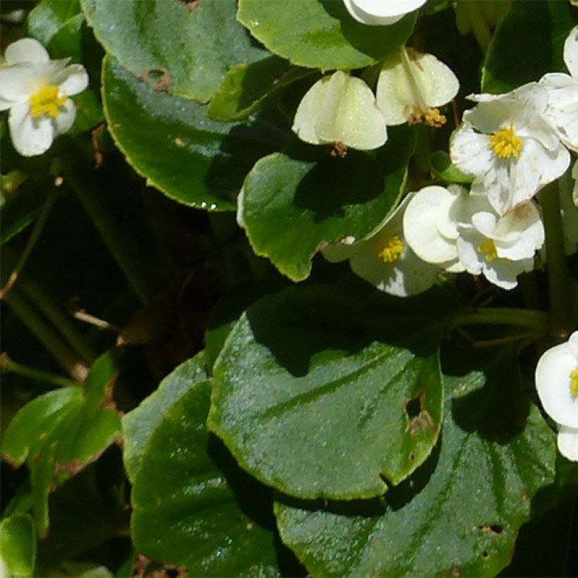 Begonie Super Olympia White - Begonia semperflorens (Foliage)