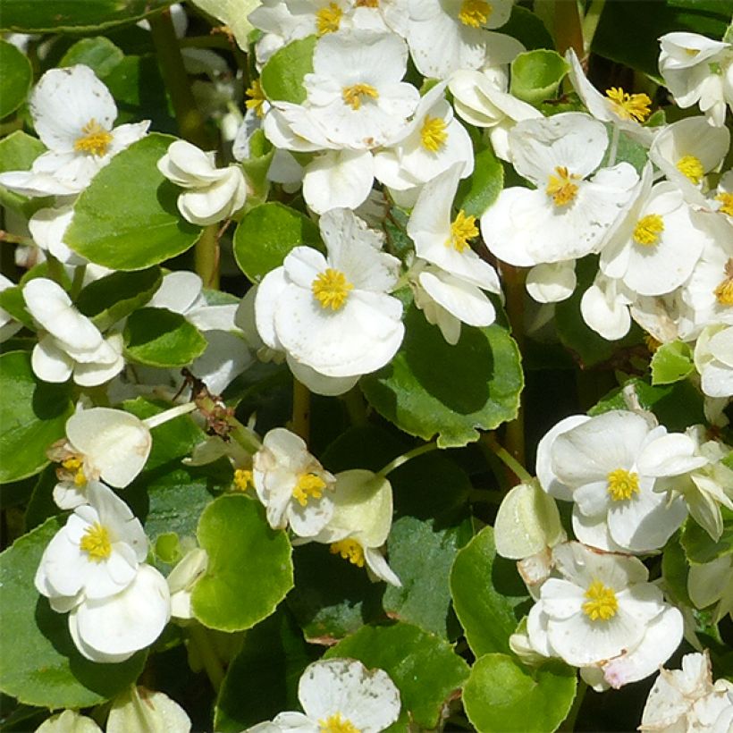 Begonie Super Olympia White - Begonia semperflorens (Flowering)