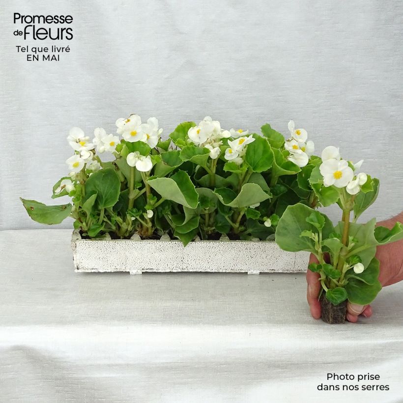 Example of Begonie Super Olympia White - Begonia semperflorens Jardi-Plug: Wurzelballen 3,8 cm x 3,2 cm in Anzuchtplatte à 15 Stück. as you get in printemps