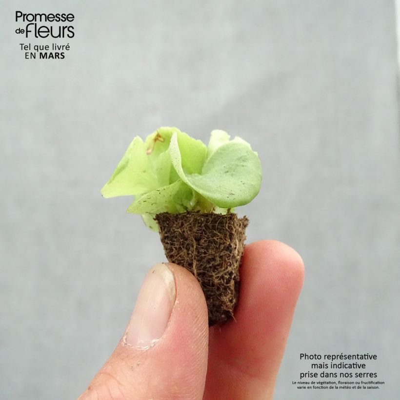 Example of Begonie Super Olympia White - Begonia semperflorens Mini-Plug: Plug 2,2 cm x 2 cm in Anzuchtplatte à 35 Stück as you get in printemps