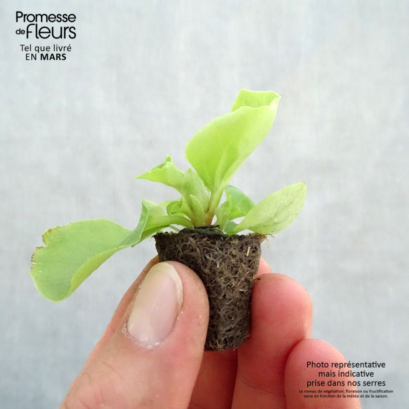 Example of Begonie Super Olympia White - Begonia semperflorens Mini-Plug Ø 3/4 cm as you get in printemps
