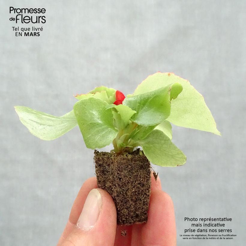 Example of Begonie Super Olympia Red - Begonia semperflorens Jardi-Plug: Wurzelballen 3,8 cm x 3,2 cm in Anzuchtplatte à 15 Stück. as you get in printemps