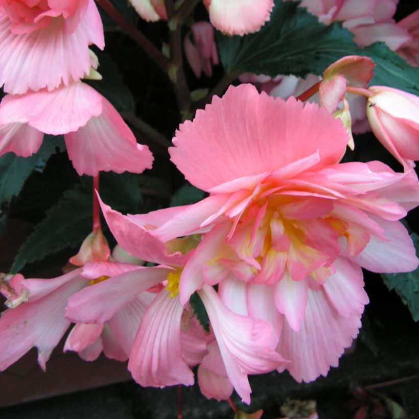 Begonie Chanson Pink and White Bicolor (Samen) - Begonia (Blüte)