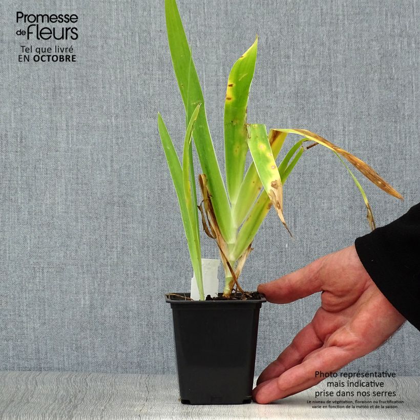 Example of Belamcanda chinensis Hello Yellow - Leopardenblume Kleine Töpfe von 8/9 cm as you get in automne