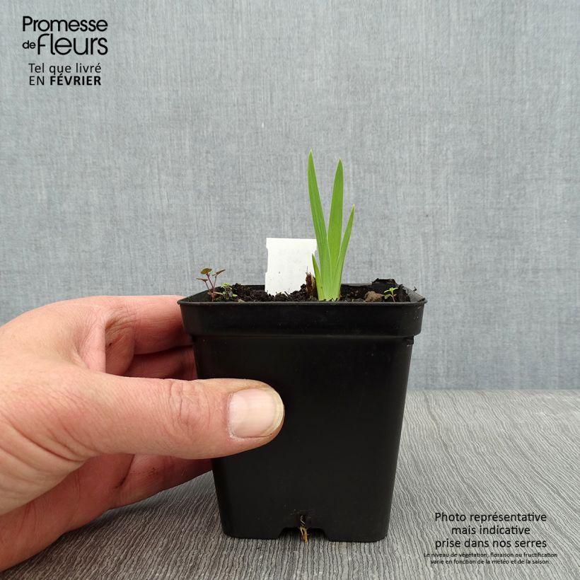 Exemplar von Belamcanda chinensis Hello Yellow - Leopardenblume Kleine Töpfe von 8/9 cm wie im Winter geliefert