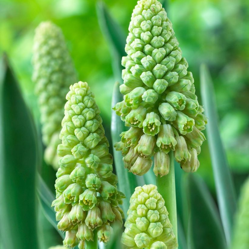 Bellevalia pycnantha Green Pearl - Bellevalie (Flowering)