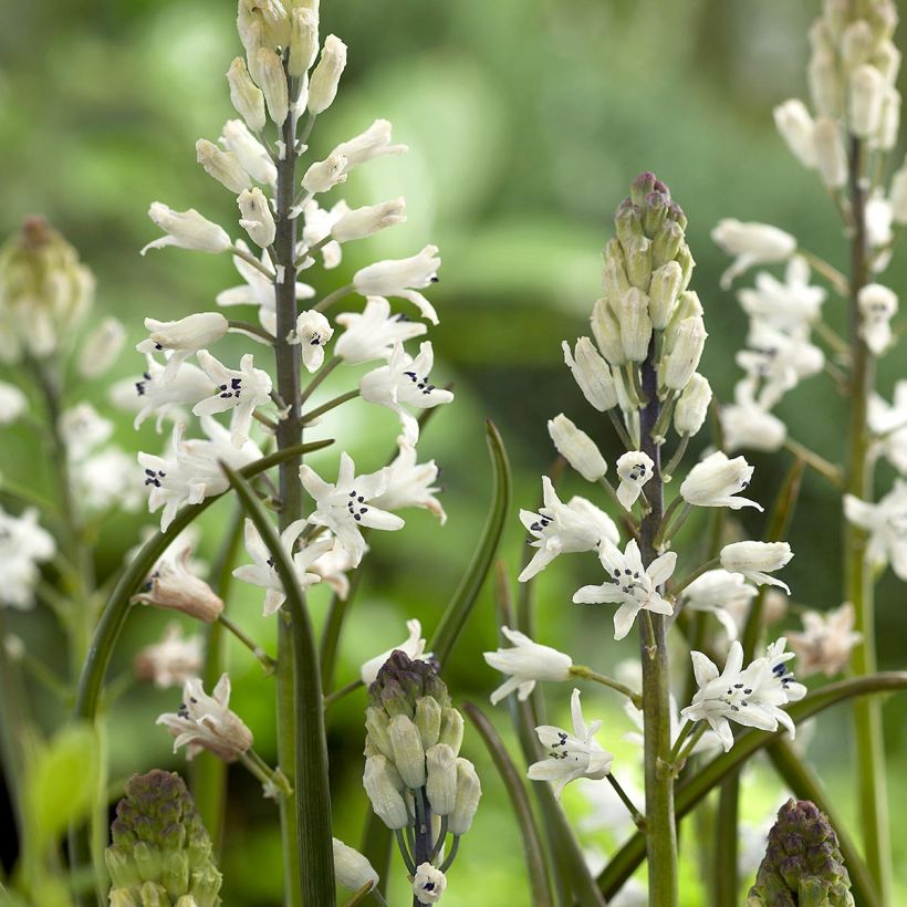Bellevalia romana - Römische Hyazinthe (Flowering)
