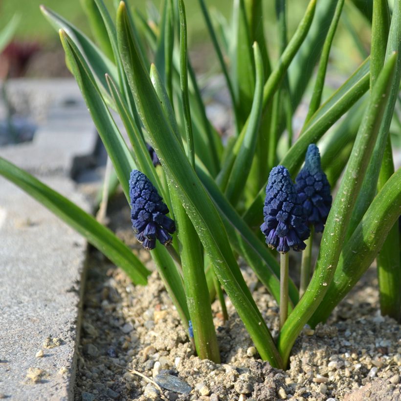 Bellevalia pycnantha - Bellevalie (Plant habit)