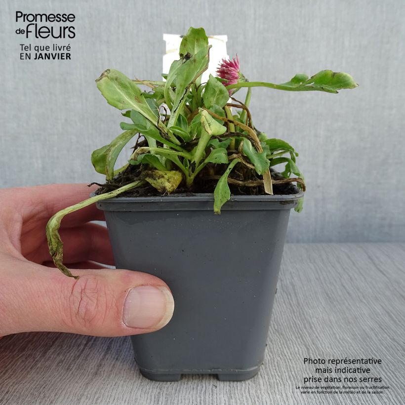 Exemplar von Bellis perennis Roode - Gänseblümchen Kleine Töpfe von 8/9 cm wie im Winter geliefert