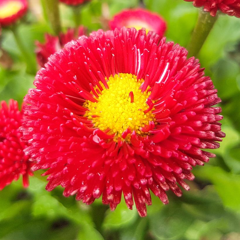 Bellis perennis Roode - Gänseblümchen (Flowering)