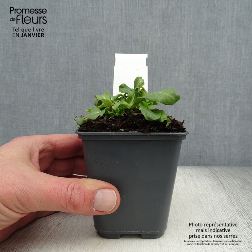 Exemplar von Bellis perennis Roze - Gänseblümchen Kleine Töpfe von 7/8 cm wie im Winter geliefert