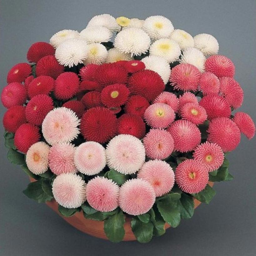 Bellis perennis Tasso - Gänseblümchen (Flowering)