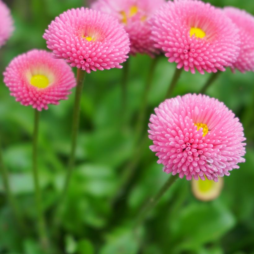 Bellis perennis Bellastar Compact Rose - Gänseblümchen (Blüte)