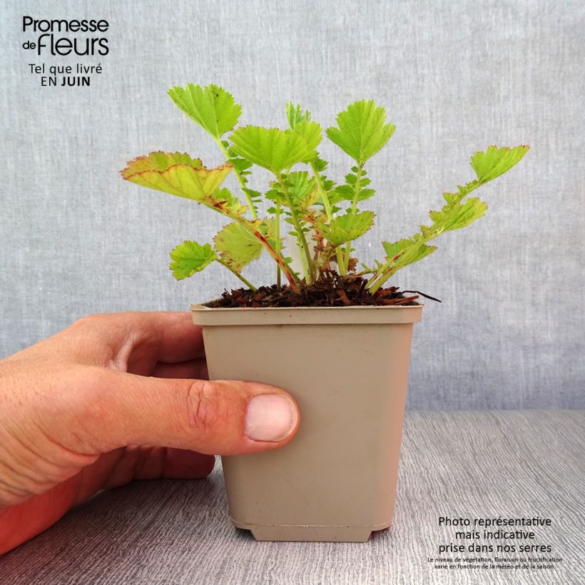 Example of Geum chiloense Dolly North - Chilenische Nelkenwurz Kleine Töpfe von 8/9 cm as you get in ete