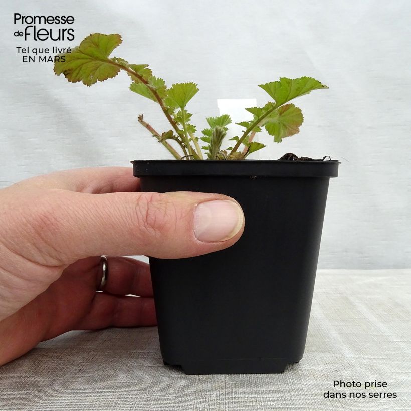 Exemplar von Geum Fire Storm - Nelkenwurz Kleine Töpfe von 8/9 cm wie im Winter geliefert