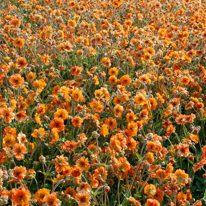 Geum Fire Storm - Nelkenwurz (Plant habit)