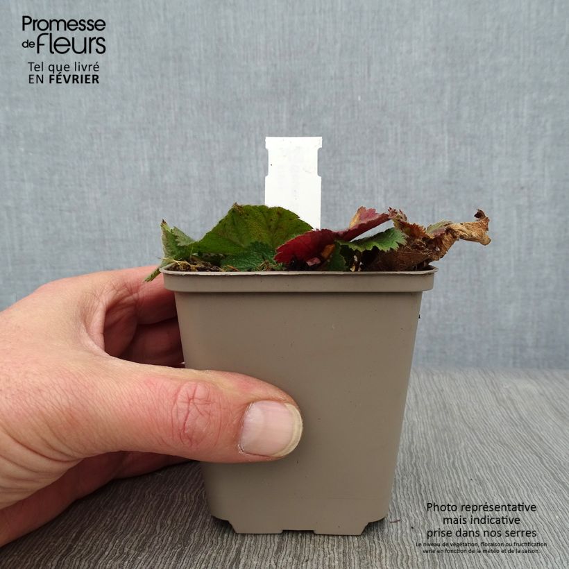 Exemplar von Geum chiloense Sigiswang - Chilenische Nelkenwurz Kleine Töpfe von 8/9 cm wie im Winter geliefert