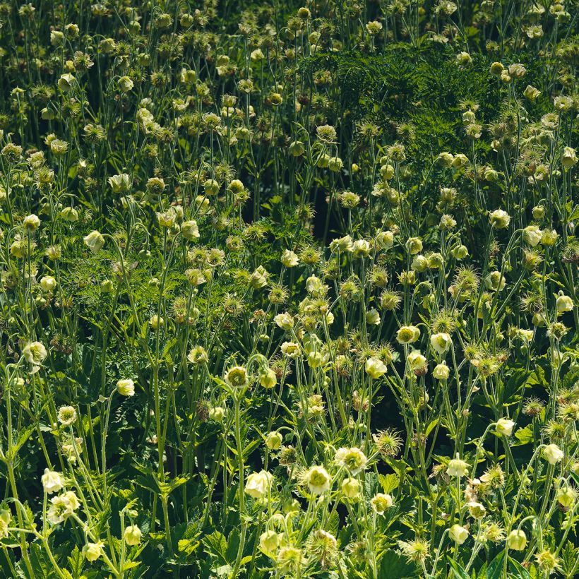 Geum rivale Album - Bach-Nelkenwurz (Plant habit)