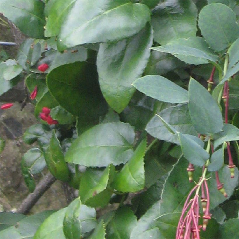 Berberidopsis corallina - Korallenstrauch (Foliage)