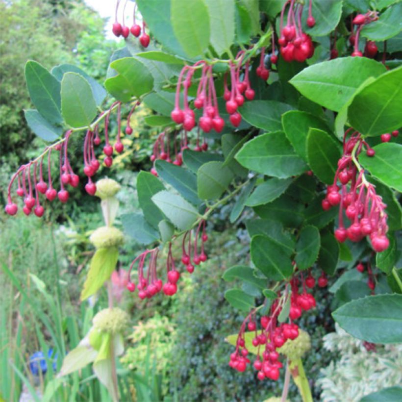 Berberidopsis corallina - Korallenstrauch (Flowering)