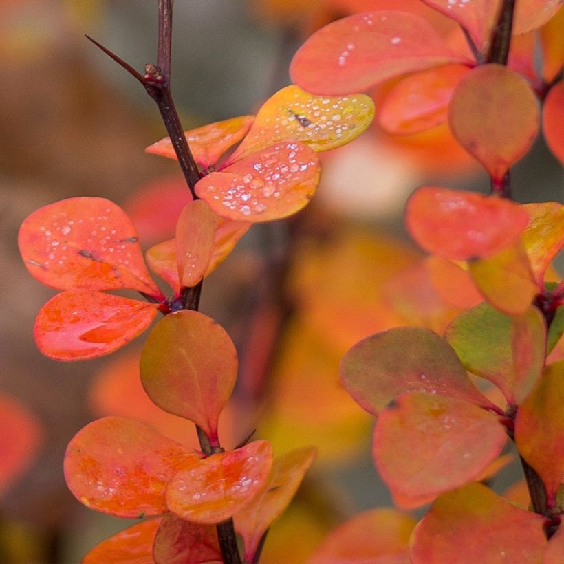 Berberis thunbergii Orange Ice (Foliage)