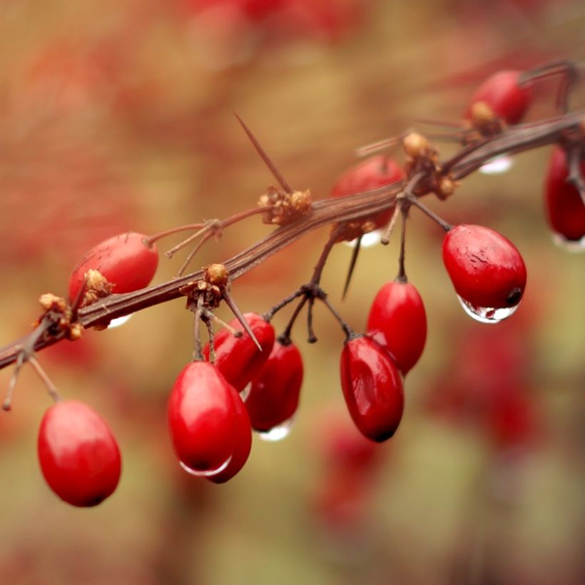 Berberis thunbergii Orange Ice (Harvest)