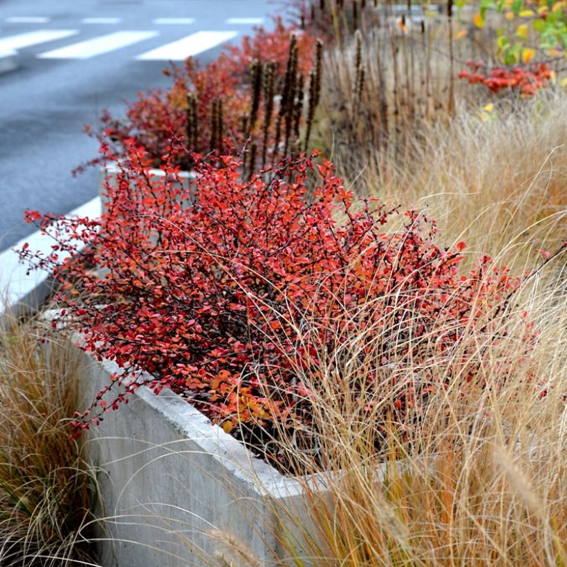 Berberis thunbergii Orange Ice (Plant habit)