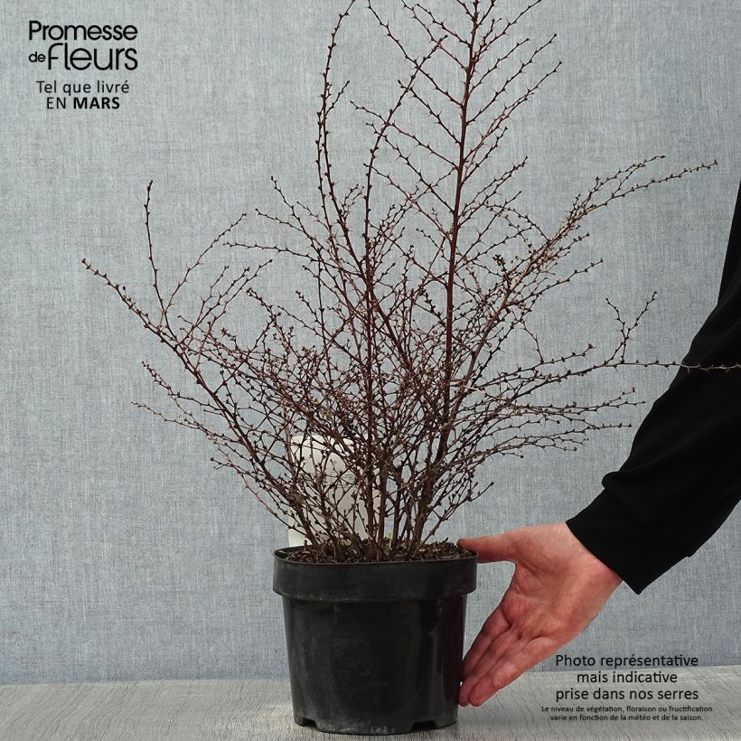 Exemplar von Berberis thunbergii Golden Dream Topf mit 2L/3L wie im Winter geliefert