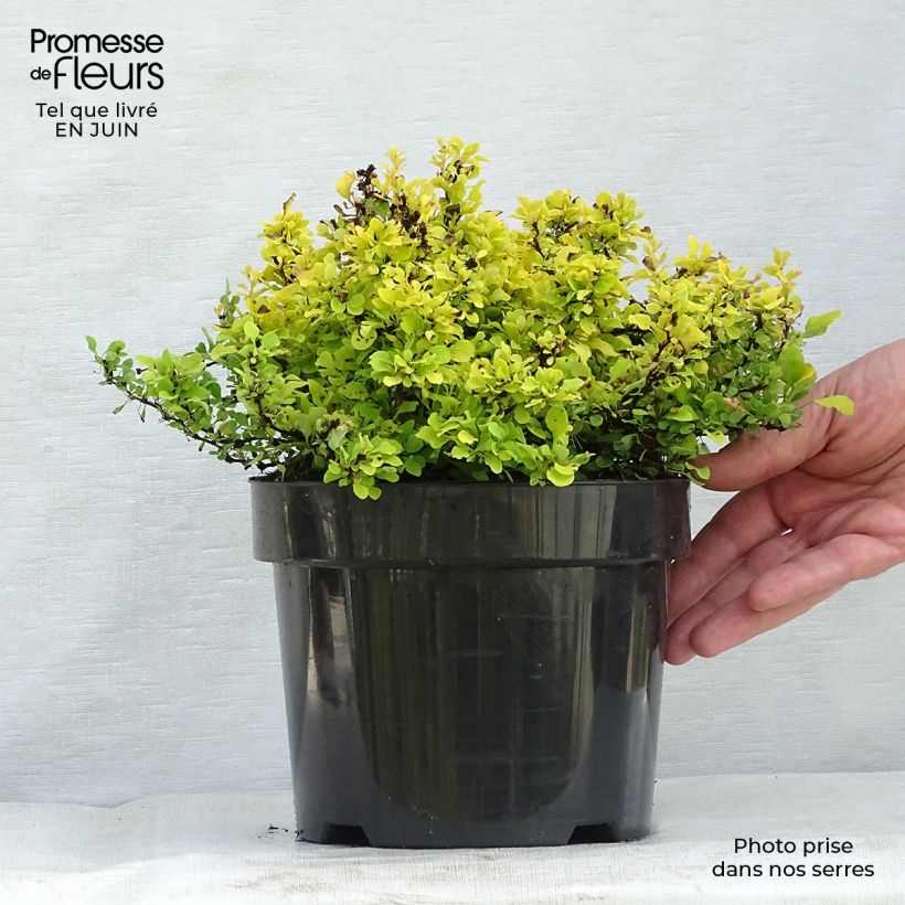 Exemplar von Berberis thunbergii Tiny Gold Topf mit 2L/3L wie im Sommer geliefert