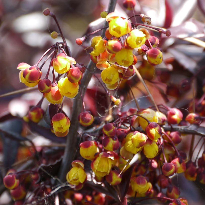 Berberis thunbergii Thunderbolt (Flowering)