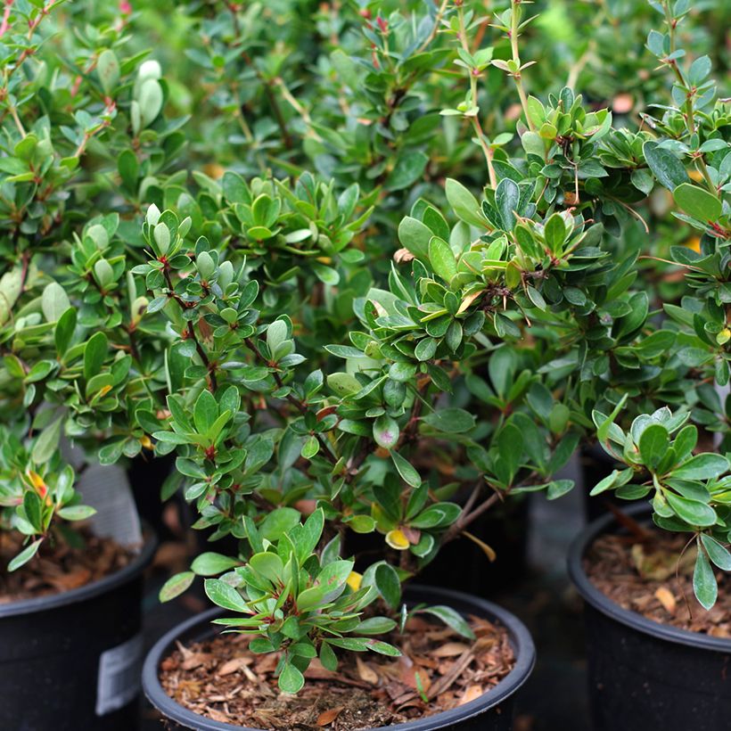Berberis buxifolia Nana - Buchsblättrige Berberitze (Plant habit)