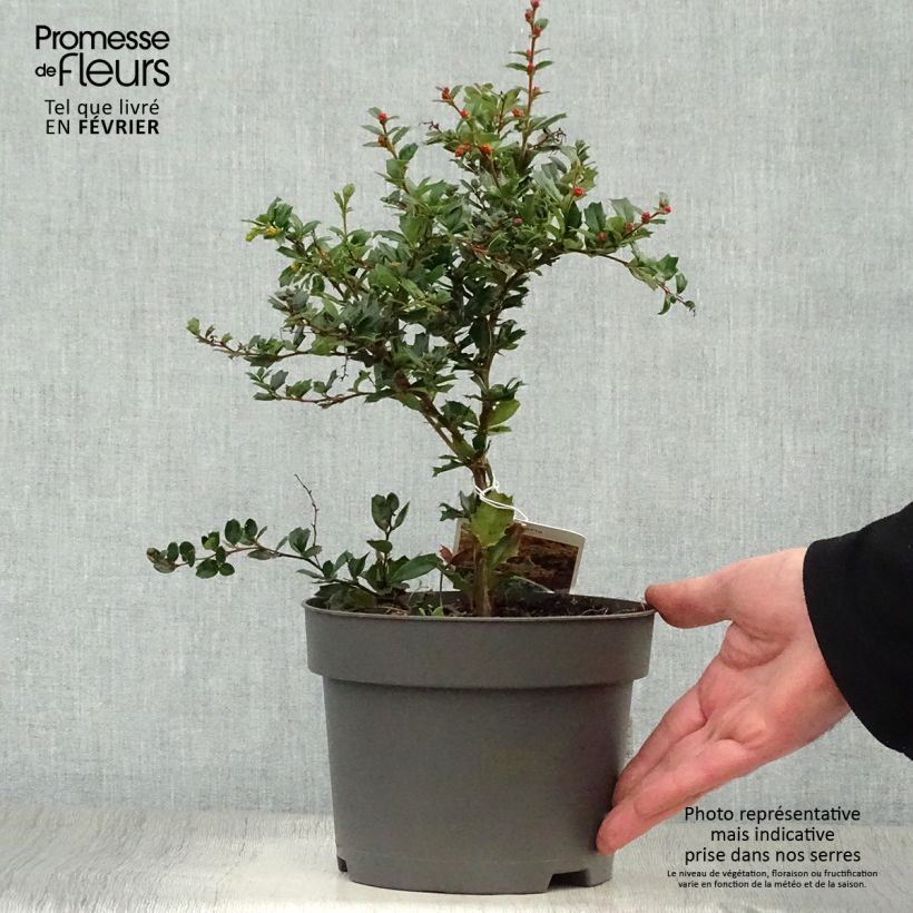 Exemplar von Berberis darwinii - Darwins Berberitze Topf mit 2L/3L wie im Winter geliefert