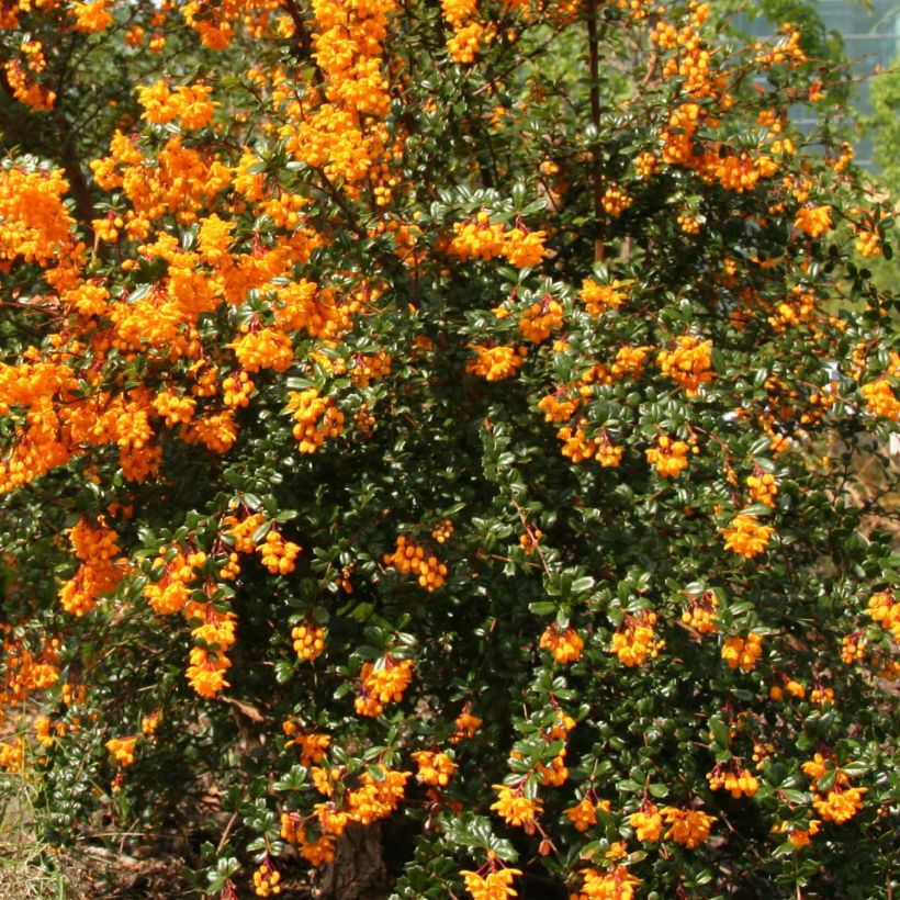 Berberis darwinii - Darwins Berberitze (Flowering)