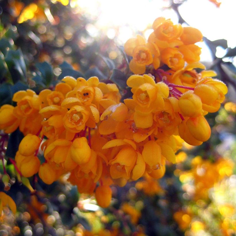 Berberis darwinii Compacta - Darwins Berberitze (Flowering)