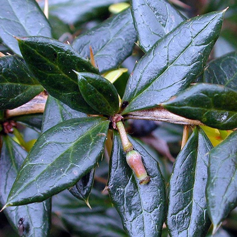 Berberis frikartii Amstelveen - Berberitze (Foliage)