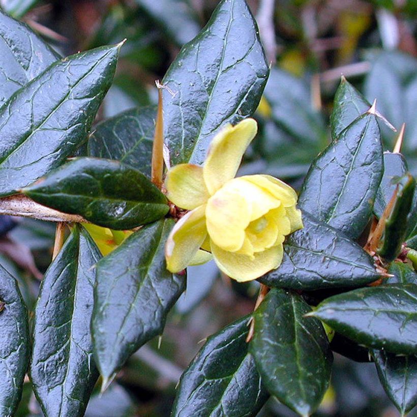 Berberis frikartii Amstelveen - Berberitze (Flowering)