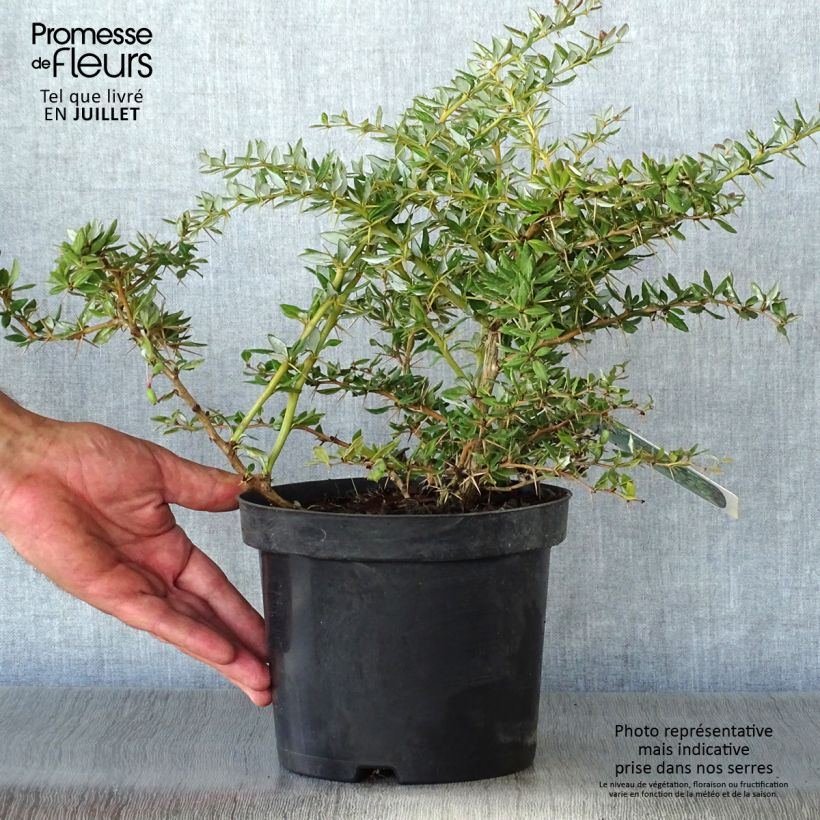Exemplar von Berberis frikartii Amstelveen - Berberitze Topf mit 2L/3L wie im Sommer geliefert