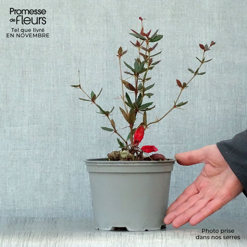 Example of Berberis julianae - Julianes Berberitze Topf mit 2L/3L as you get in automne